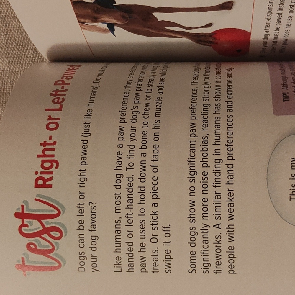 Dog Activity Kit Booklet - Picture 5 of 8